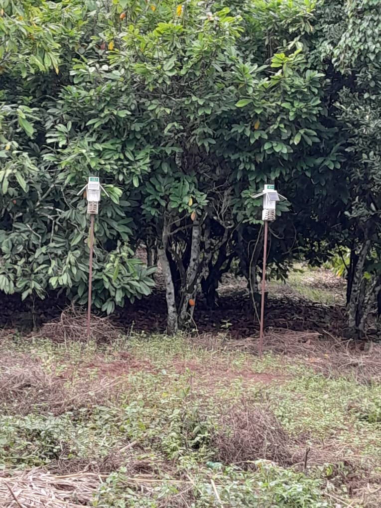 Veriground weather stations installed among cocoa trees in Ouragahio, Côte d'Ivoire